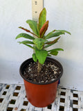 A small potted plant with green leaves and reddish-brown buds, shown in a terracotta-colored plastic pot on a white surface next to a ruler for scale.