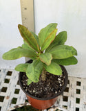 Euhorbia Milii Crown Of Thorns Corona de Cristo Thai Hybrid "Crazy Pink"