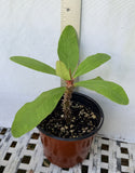 A small potted green plant with broad leaves and a spiky stem, shown in a brown nursery pot against a white wall with a ruler behind it for scale.