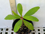 Euphorbia Milii JADE PARADISE Crown of Thorns Corona de Cristo Succulent Poysean