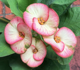 Euphorbia Milii PINK PARFAIT Crown Of Thorns Corona de Cristo Thai Hybrid
