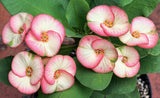 Euphorbia Milii PINK PARFAIT Crown Of Thorns Corona de Cristo Thai Hybrid