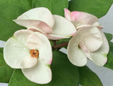 Euhorbia Milii Crown Of Thorns Corona de Cristo PAPERINA Thai Hybrid