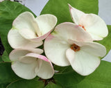 Euhorbia Milii Crown Of Thorns Corona de Cristo PAPERINA Thai Hybrid