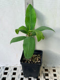 Euhorbia Milii Crown Of Thorns "Frosted Petal" Corona de Cristo Large blooming Variety