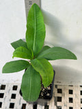 Euhorbia Milii Crown Of Thorns "Frosted Petal" Corona de Cristo Large blooming Variety