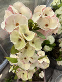 Euphorbia Milii TEXAS GODDESS Crown of Thorns Corona de Cristo Plant