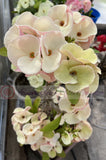 Euphorbia Milii TEXAS GODDESS Crown of Thorns Corona de Cristo Plant