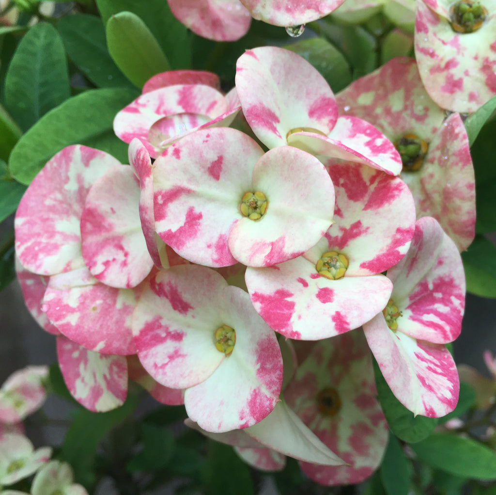 crown of thorns euphorbia milii succulent plant Euphorbia Milii HARLEQUIN Crown of Thorns Corona de Cristo Succulents – Euphorbia Milii Garden (Crown Of Thorns)