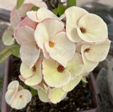 Euphorbia Milii TEXAS GODDESS Crown of Thorns Corona de Cristo Plant