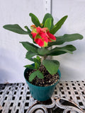 Euphorbia Milii RED MILLIONAIRE Crown of Thorns Coronas de Cristo