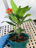Euphorbia Milii RED MILLIONAIRE Crown of Thorns Coronas de Cristo