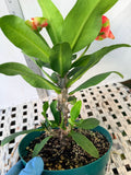 Euphorbia Milii RED MILLIONAIRE Crown of Thorns Coronas de Cristo