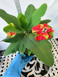Euphorbia Milii RED MILLIONAIRE Crown of Thorns Coronas de Cristo
