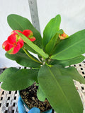 Euphorbia Milii RED MILLIONAIRE Crown of Thorns Coronas de Cristo