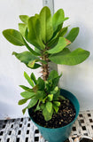 Euphorbia Milii WHISPERING ANGEL Crown Of Thorns  Poysean Corona De Cristo