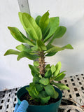 Euphorbia Milii WHISPERING ANGEL Crown Of Thorns  Poysean Corona De Cristo