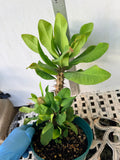 Euphorbia Milii WHISPERING ANGEL Crown Of Thorns  Poysean Corona De Cristo