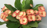 A potted crown of thorns plant (Euphorbia hybrid) featuring clusters of pink and cream flowers surrounded by large green leaves, set against a plain light gray background.