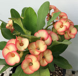 Euphorbia Milii PINK PARFAIT Crown Of Thorns Corona de Cristo Thai Hybrid
