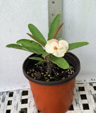 Euphorbia Milii ANGEL ROCK Crown of Thorns Corona de Cristo Cactus