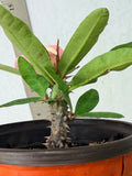 Euphorbia Milii ANGEL ROCK Crown of Thorns Corona de Cristo Cactus