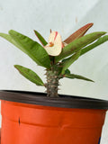 Euphorbia Milii ANGEL ROCK Crown of Thorns Corona de Cristo Cactus