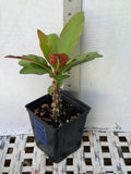 Euphorbia Milii LAVENDER QUEEN Crown of Thorns Corona de Cristo