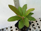 Euphorbia Milii LAVENDER QUEEN Crown of Thorns Corona de Cristo