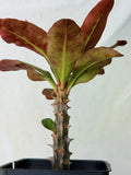 Euphorbia Milii LAVENDER QUEEN Crown of Thorns Corona de Cristo