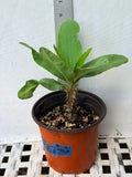 Euphorbia Milii SETHEE MUEANG CHAN Crown of Thorns Corona de Cristo Gigantic Flowers