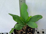Euphorbia Milii SETHEE MUEANG CHAN Crown of Thorns Corona de Cristo Gigantic Flowers