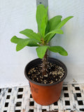 Euphorbia Milii SETHEE CHIANG MAI Crown Of Thorns  Corona de Cristo Cactus Succulents