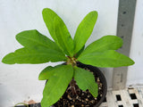 Euphorbia Milii SETHEE CHIANG MAI Crown Of Thorns  Corona de Cristo Cactus Succulents