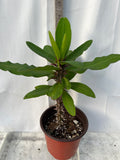 Euphorbia Milii SIAM BEAUTY Crown of Thorns Corona de Cristo Succulent