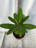 Euphorbia Milii SIAM BEAUTY Crown of Thorns Corona de Cristo Succulent