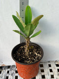 Euphorbia Milii SETHEE KOHN CAEN Crown of Thorns Corona de Cristo Giant Flowers