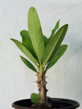 Euphorbia Milii SETHEE KOHN CAEN Crown of Thorns Corona de Cristo Giant Flowers