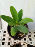 Euphorbia Milii SETHEE KOHN CAEN Crown of Thorns Corona de Cristo Giant Flowers