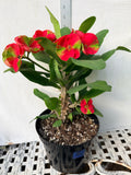 Euphorbia Milii RED MILLIONAIRE Crown of Thorns Coronas de Cristo