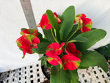 Euphorbia Milii RED MILLIONAIRE Crown of Thorns Coronas de Cristo