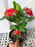 Euphorbia Milii RED MILLIONAIRE Crown of Thorns Coronas de Cristo