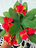 Euphorbia Milii RED MILLIONAIRE Crown of Thorns Coronas de Cristo