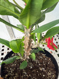 Euphorbia Milii RED MILLIONAIRE Crown of Thorns Coronas de Cristo