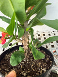 Euphorbia Milii RED MILLIONAIRE Crown of Thorns Coronas de Cristo