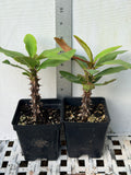 Euphorbia Milii PRECIOUS GOLD Crown of Thorns Corona De Cristo Cactus/Succulent