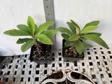 Euphorbia Milii PRECIOUS GOLD Crown of Thorns Corona De Cristo Cactus/Succulent