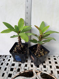 Euphorbia Milii PRECIOUS GOLD Crown of Thorns Corona De Cristo Cactus/Succulent