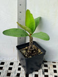Euphorbia Milii CHOMPO SETHEE Super Giant Crown of Thorns Corona de Cristo