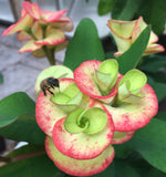 Euphorbia Milii Orange Candle Crown of Thorns – Starter Cutting